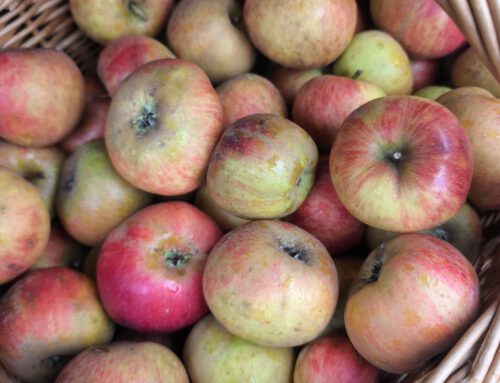 Unser Besuch in der Obstkelterei